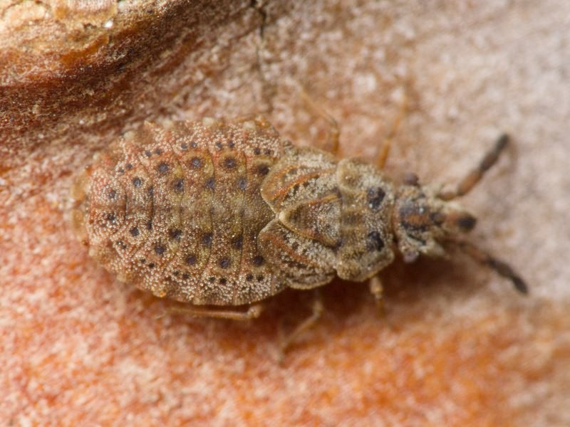 Aradus cinnamomeus Panzer, 1806